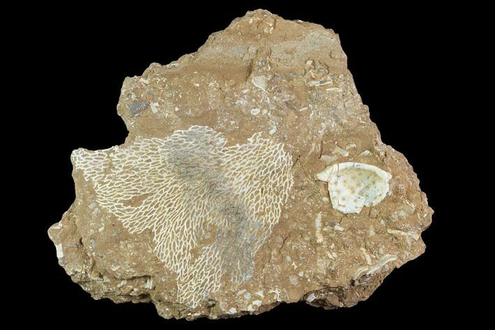 Ordovician Bryozoans (Chasmatopora) Plate - Estonia #98024